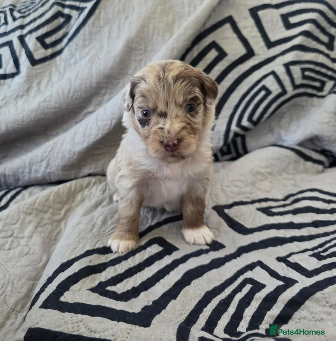 Aussiedoodle dogs for sale: Aussiedoodle pups - Advert 1