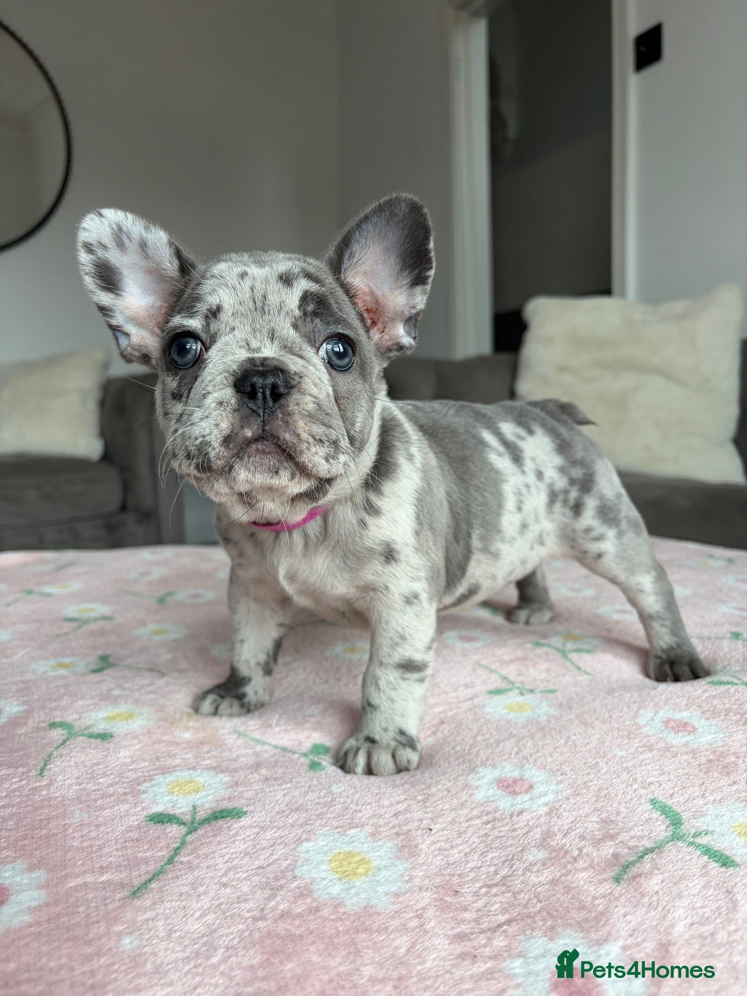 French Bulldog dogs 6 Adorable French Bulldog puppies - Advert 19