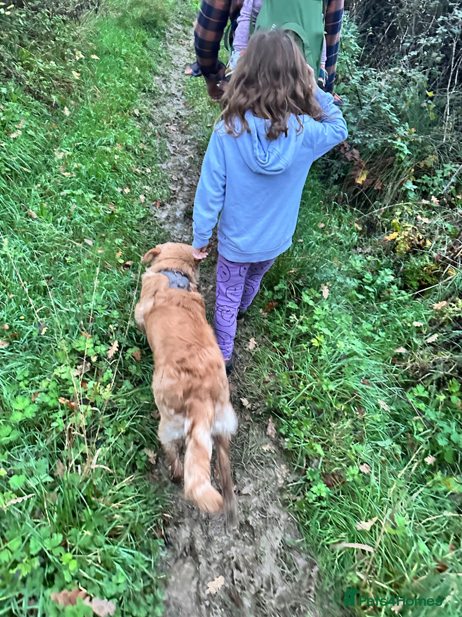 Golden Retriever dogs for sale: 1 year old Rehome needed in Ilminster - Advert 6