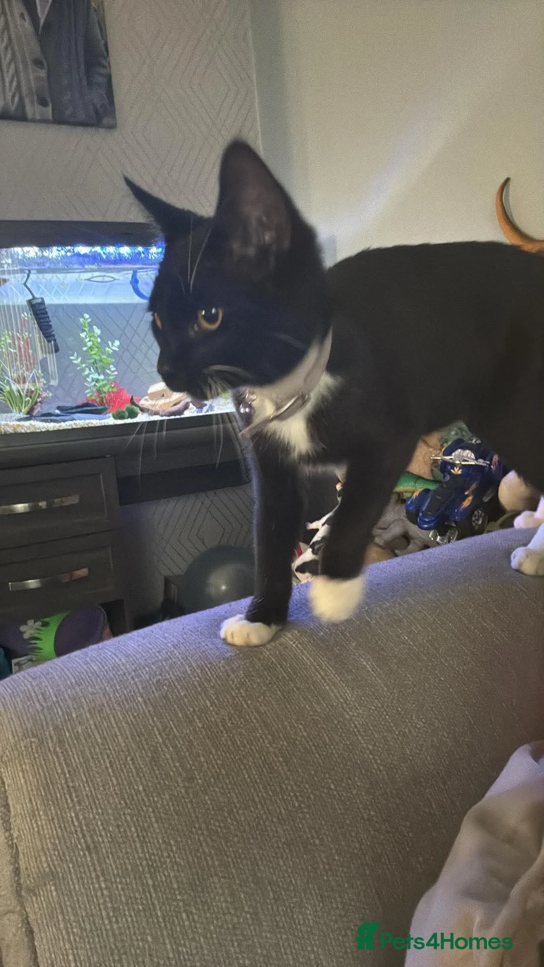 British Shorthair cats for sale: Please help rehome Lokie 🐈‍⬛ - Advert 2