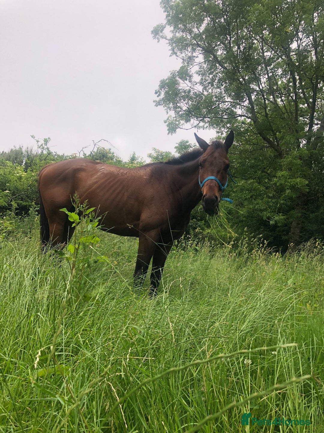 Irish Thoroughbred horses for sale: Bay gelding all rounder - Image 4