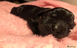 Labrador Retriever dogs for sale: Stunning Pure Labrador retriever puppies - Image 4