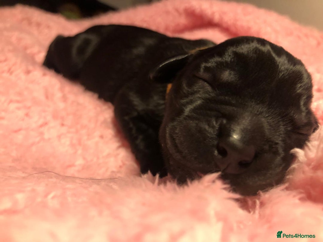 Labrador Retriever dogs for sale: Stunning Pure Labrador retriever puppies - Image 4