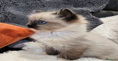 Ragdoll cats - Advert 9