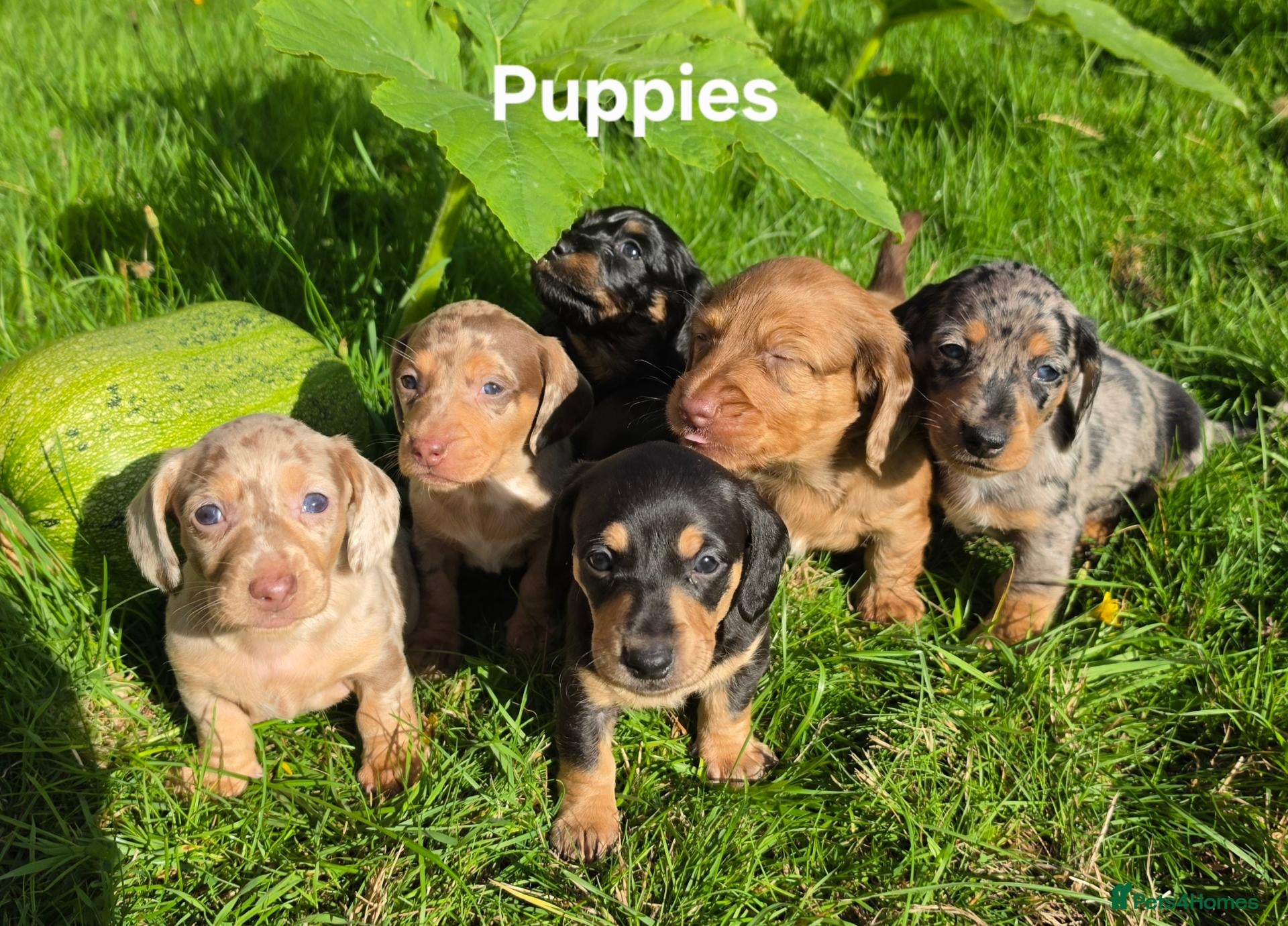 Miniature Dachshund dogs 🐾 Beautiful Miniature Dachshund Puppies 🐾 - Advert 1