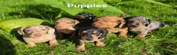 Miniature Dachshund dogs for sale: 🐾 Beautiful Miniature Dachshund Puppies 🐾 - Advert 1