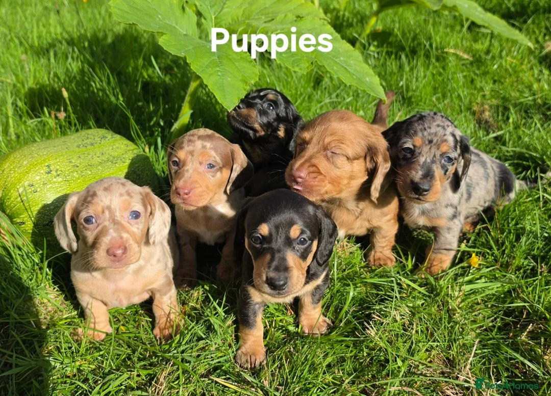 Miniature Dachshund dogs for sale: 🐾 Beautiful Miniature Dachshund Puppies 🐾 - Advert 1