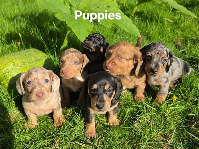 Miniature Dachshund dogs for sale: 🐾 Beautiful Miniature Dachshund Puppies 🐾 - Advert 1