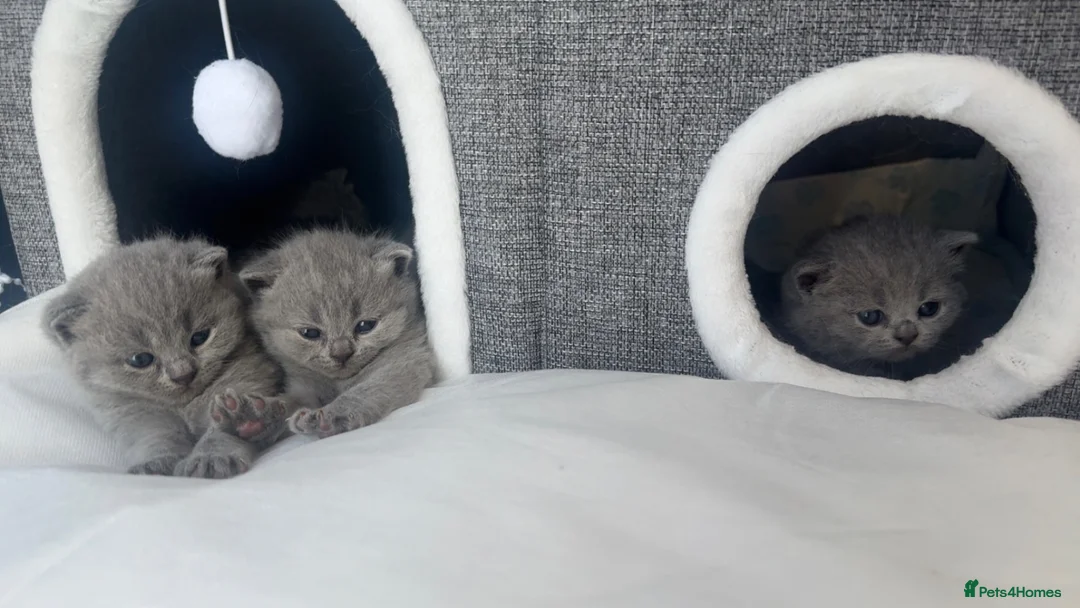British Shorthair cats for sale: 3 Male British Shorthair Teddy Bear Kittens in Sutton Coldfield - Advert 2