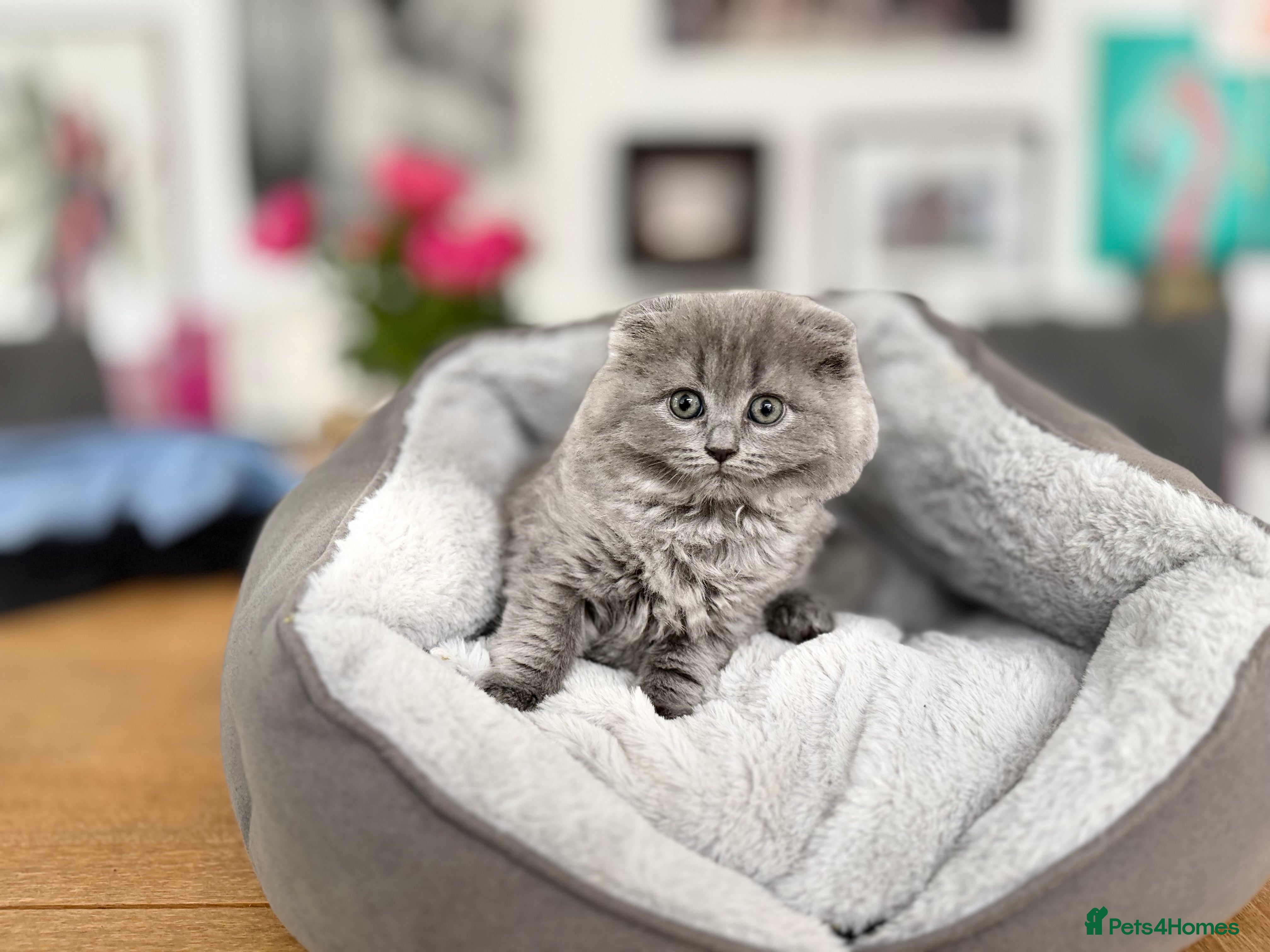 Scottish Fold cats for sale: 5 beautiful Scottish Fold’s kittens  - Advert 15