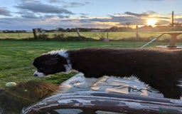 Border Collie dogs for sale: 5 Beautiful Working Border Collie Pups - Image 4