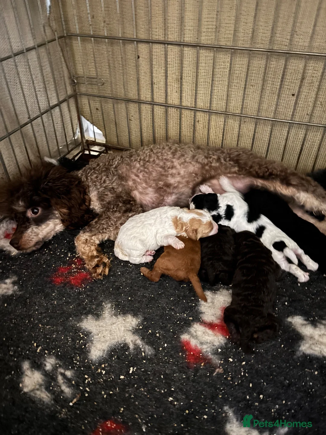 Cavapoo dogs for sale: F1BB tiny Cavapoo puppies  - Advert 12