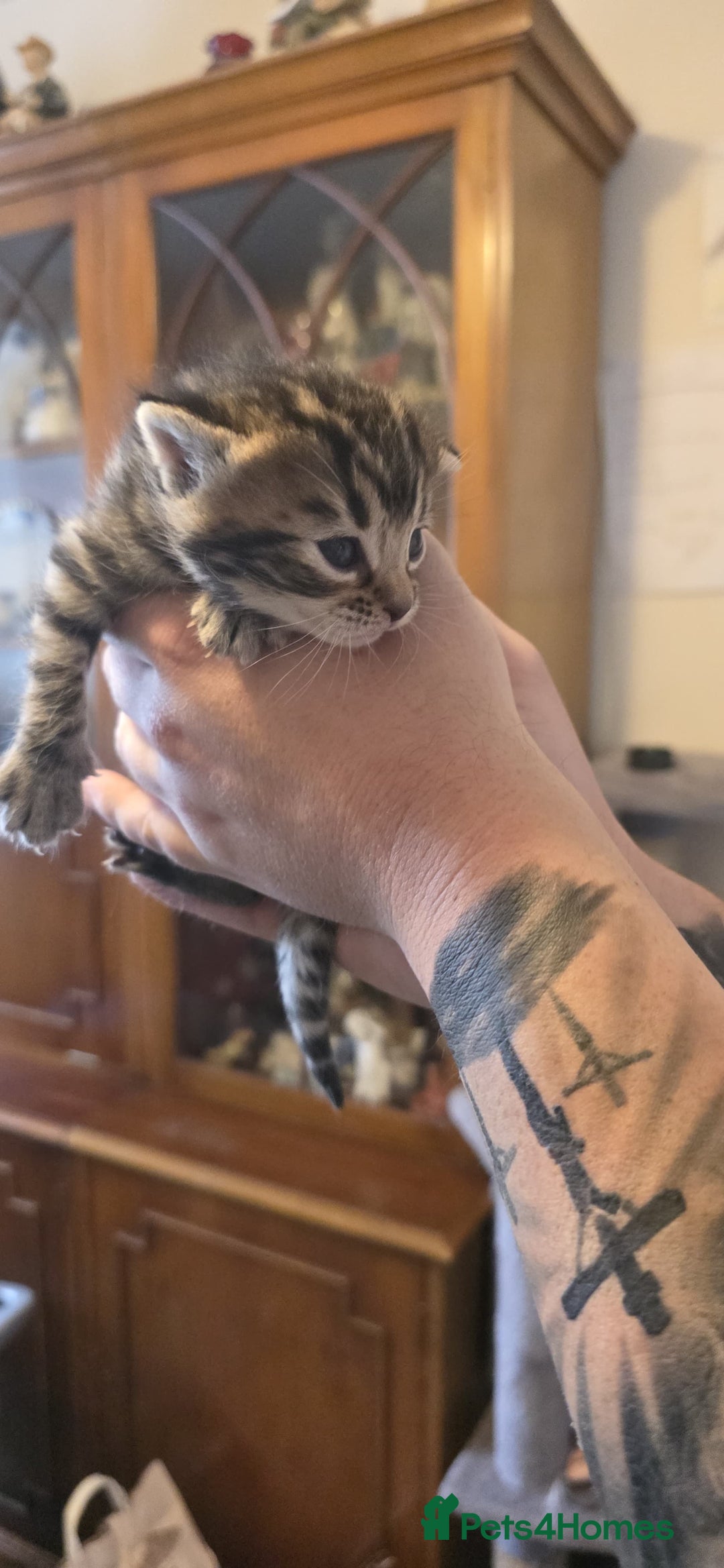 Bengal cats for sale: Kittens x bengal  - Advert 21