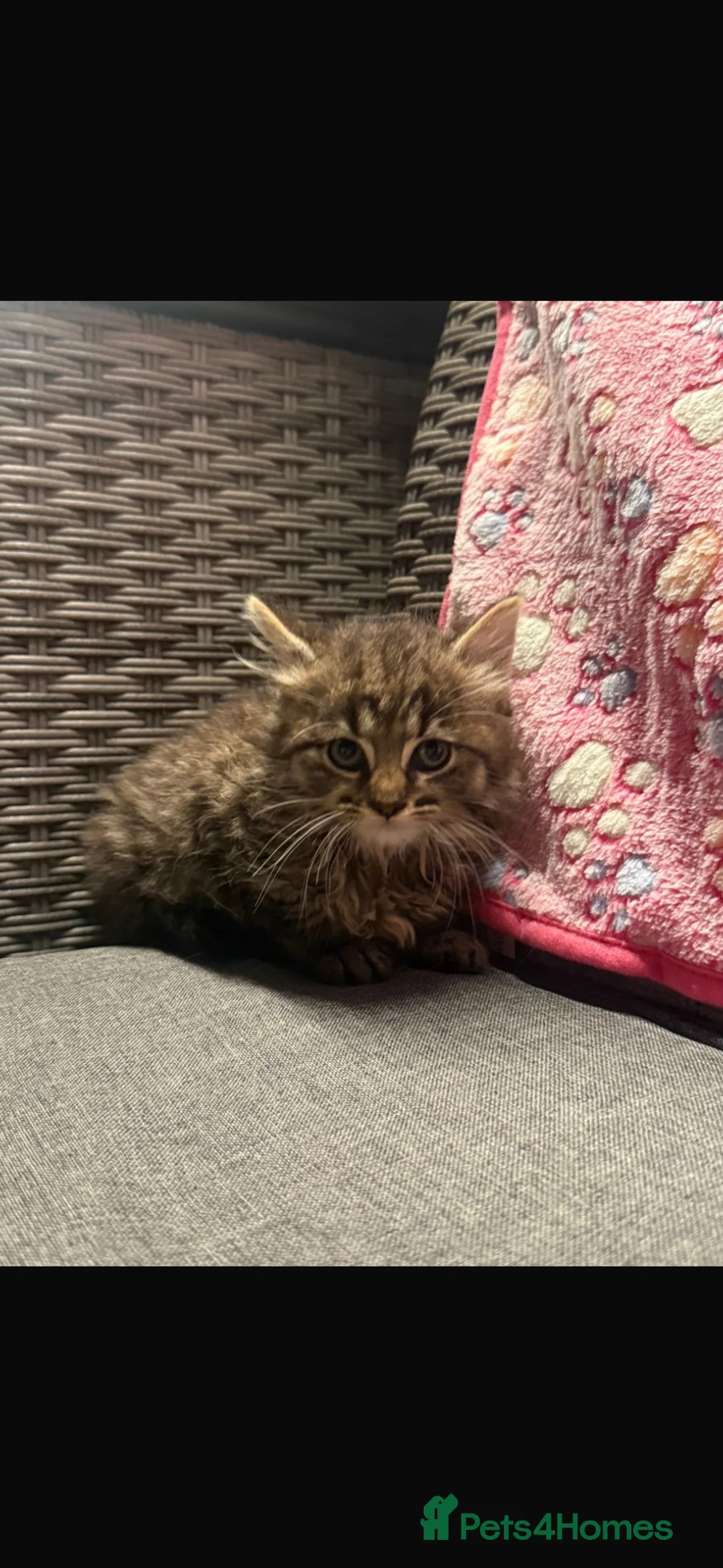 Mixed Breed cats for sale: Blue eyed fluffy babies  - Advert 2