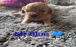 Cavapoo dogs for sale: Beautiful F1 cavapoo puppies  - Image 14