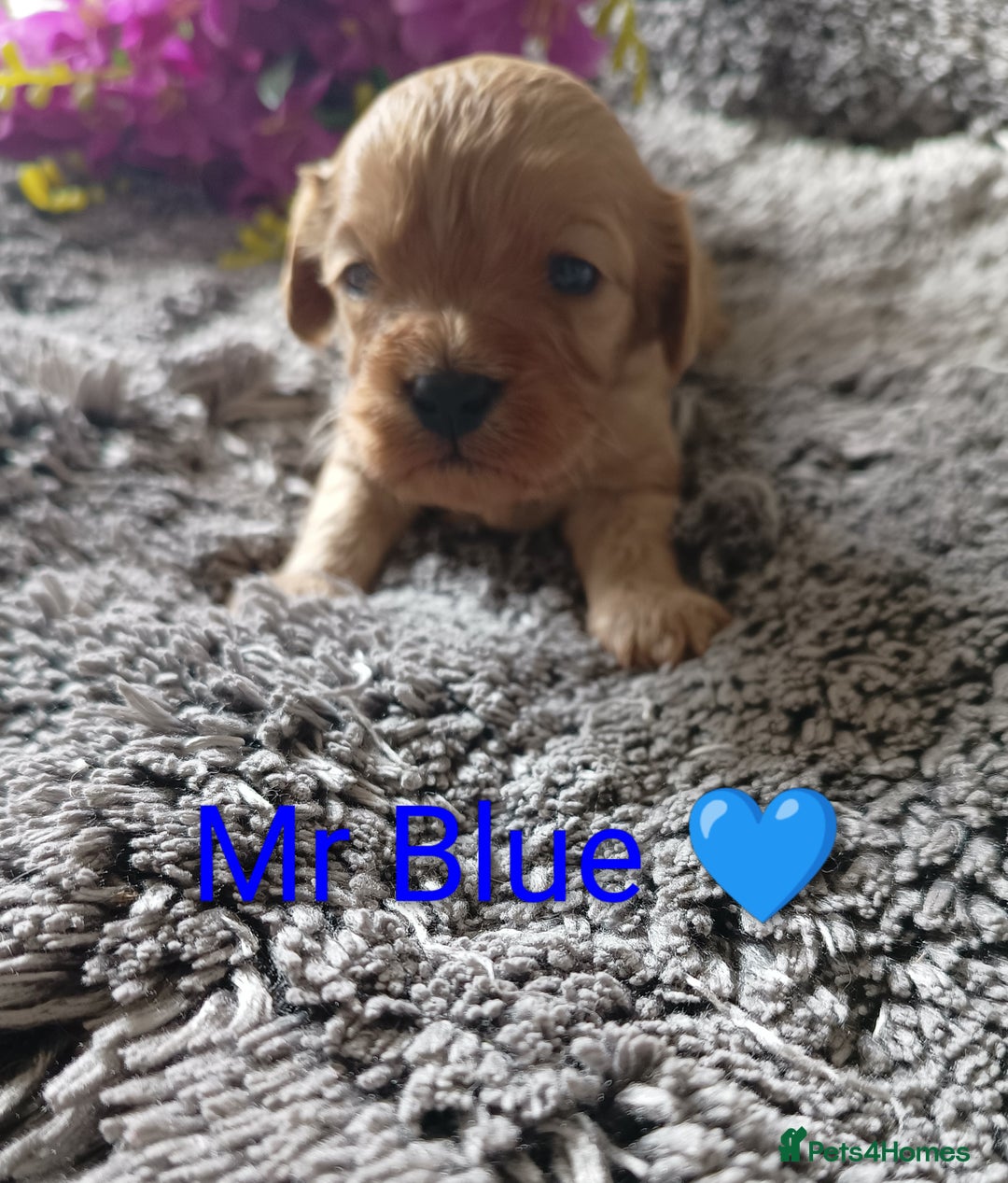 Cavapoo dogs for sale: Beautiful F1 cavapoo puppies  - Image 14
