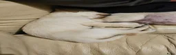 Labrador Retriever dogs for sale: Labrador Puppies  - Advert 4