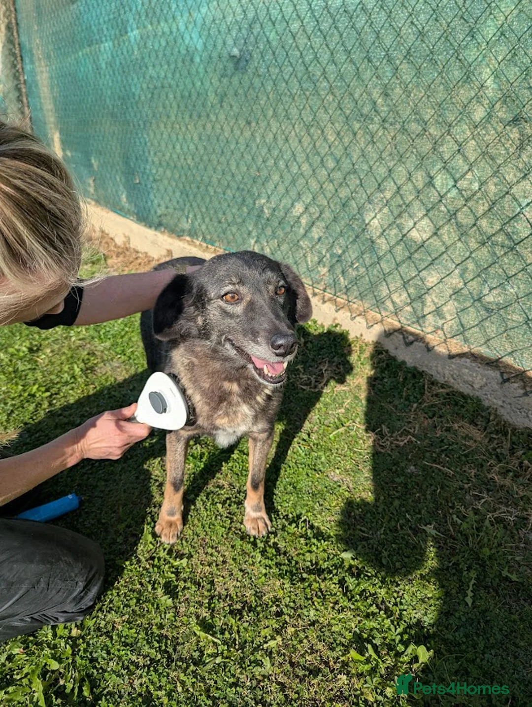 Mixed Breed dogs for adoption: Flower for adoption in London - Advert 5