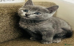 British Shorthair cats for sale: British Shorthair kitten- Female  - Image 4
