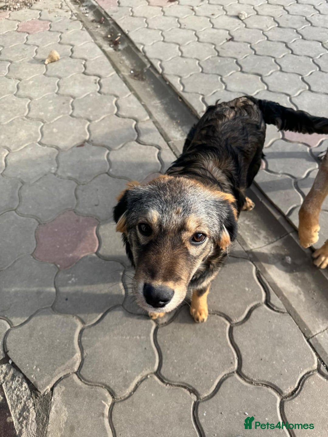 Mixed Breed dogs for adoption: RITA – a Superb young Girl for a Loving Home - Advert 5