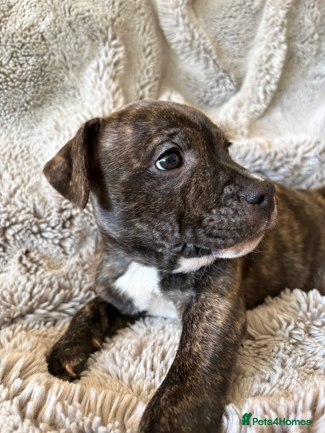Mixed Breed dogs for sale: Female brindle staffy x - Advert 3