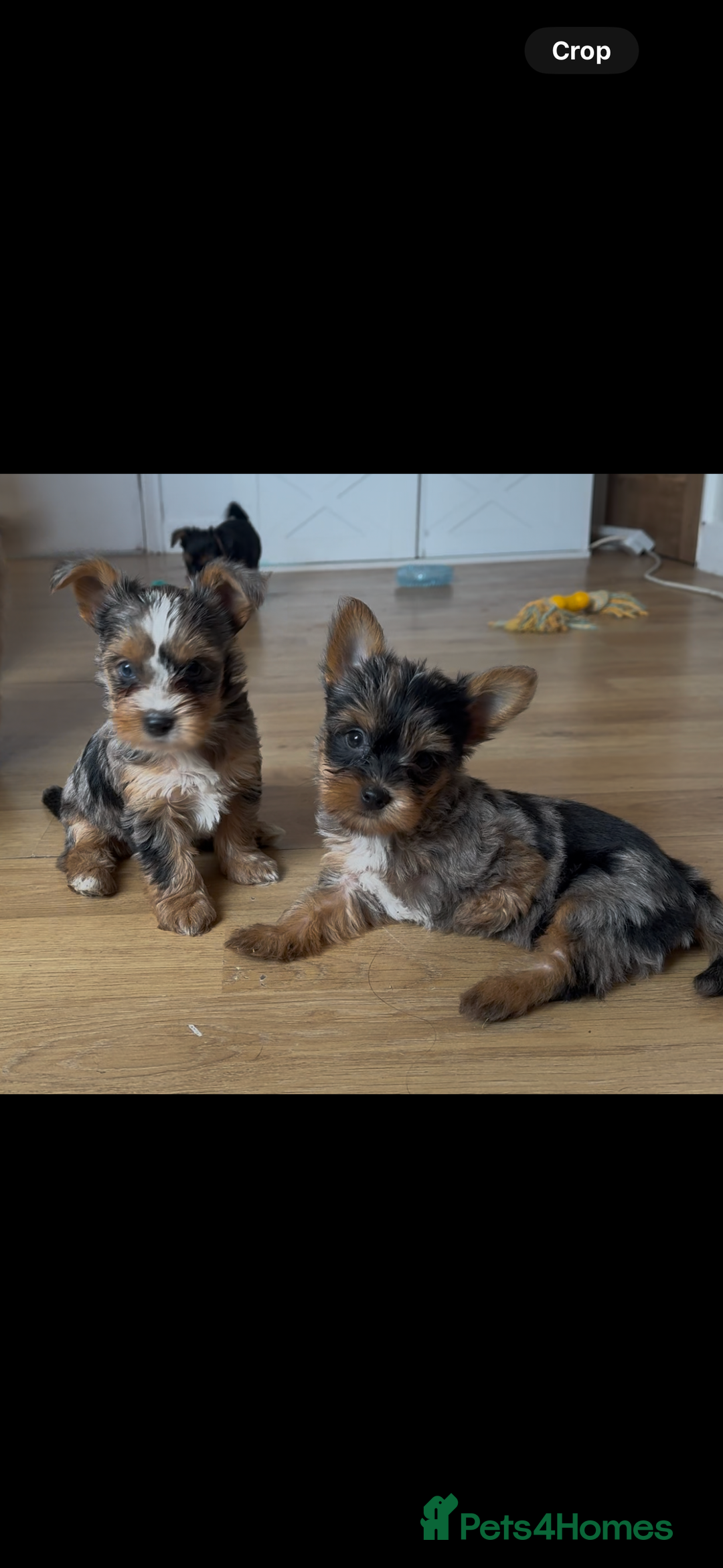 Yorkshire Terrier dogs for sale: Chocolate Merle yorkshire terrier  - Image 10