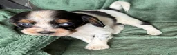 Cockalier dogs for sale: Beautiful, health tested cockalier puppies.  - Advert 4