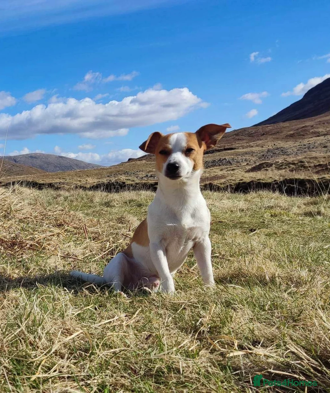 Jack Russell dogs for stud: Handsome Tan miniature Jack Russell for stud in Hemel Hempstead - Advert 2