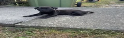 Staffordshire Bull Terrier dogs for sale: Gorgeous Staffordshire bullterrier pups - Advert 4
