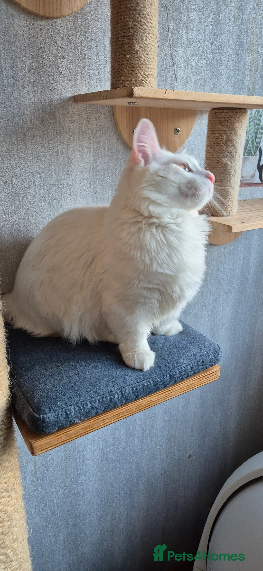 Munchkin cats for stud: Pedigree Munchkin for stud duties  in Ивсхам - Advert 11