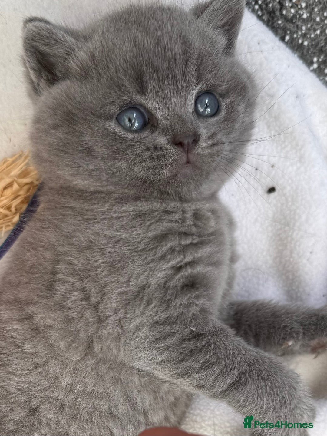 British Shorthair cats for sale: Gorgeous teddy BHS kitties from GCCF parents  - Image 5