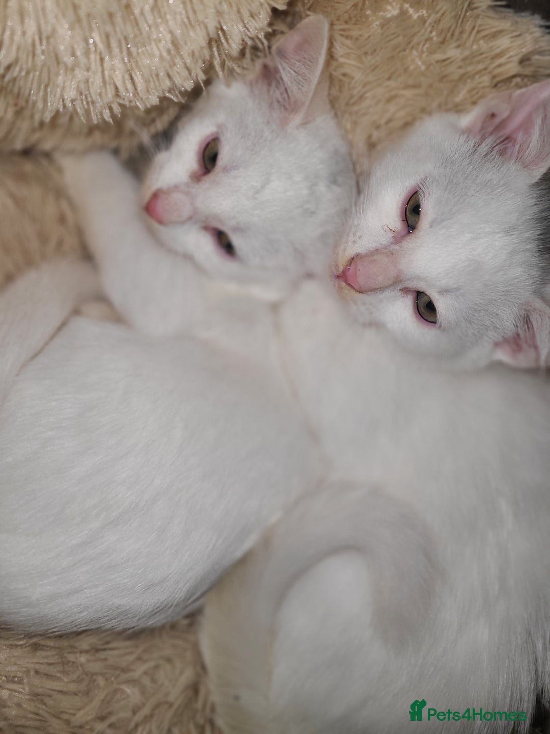 Mixed Breed cats for sale: Bengal x bsh kittens  - Advert 2