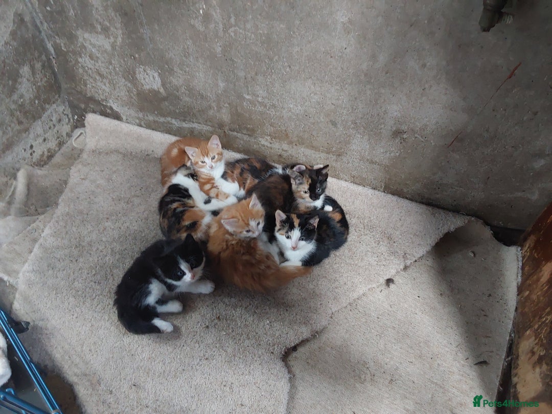 Mixed Breed cats for sale: Beautiful kittens for sale - Image 4