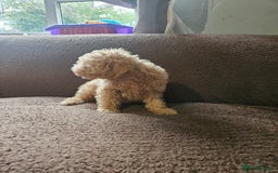 Miniature Poodle dogs for sale: Miniature poodles red boy  - Image 2