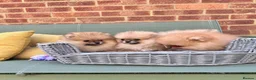 Pomeranian dogs for sale: 🔥Teddy🐻Small🏆Quality  - Advert 9