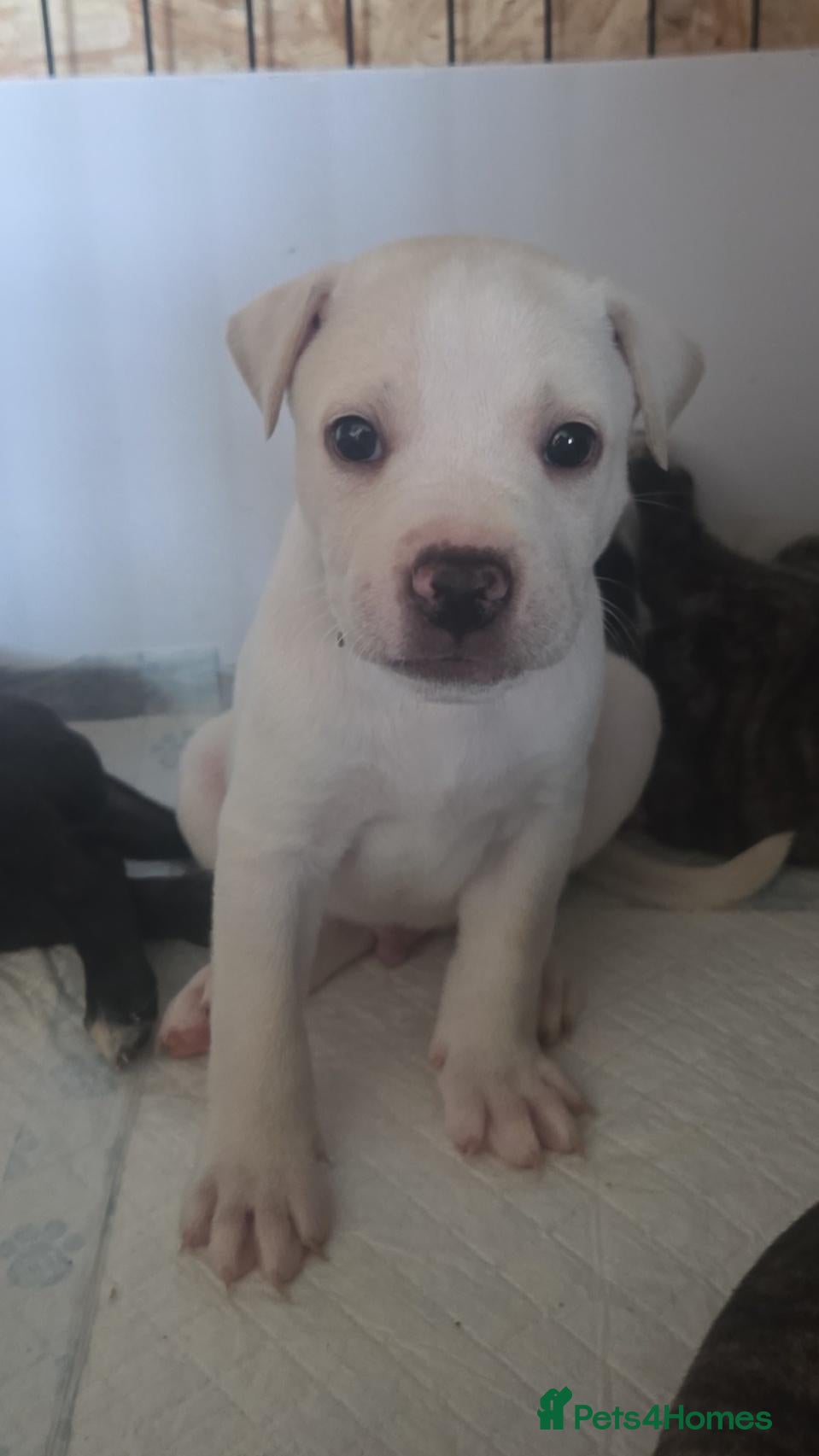 Mixed Breed dogs Staffy + cane corso  - Advert 14