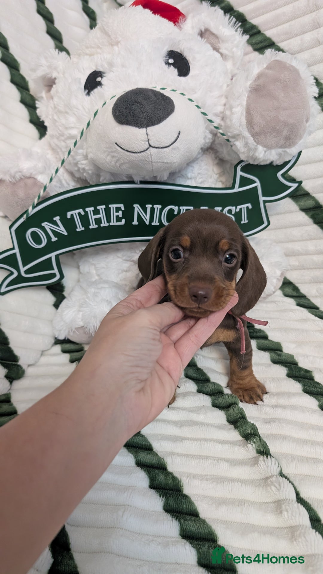 Miniature Dachshund dogs for sale: KC Reg miniature smooth hair daschund boy pups - Advert 21