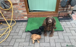 Cocker Spaniel dogs for sale: Mr Mark Hulme in Sandbach - Image 13