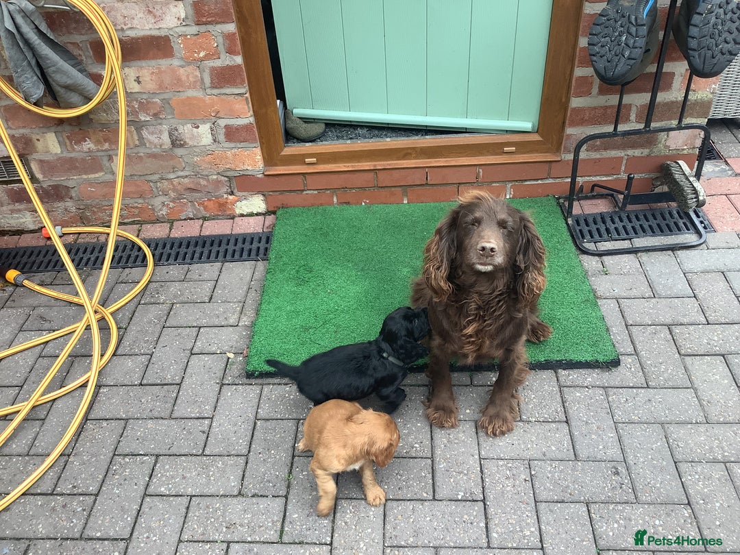 Cocker Spaniel dogs for sale: Mr Mark Hulme in Sandbach - Image 13