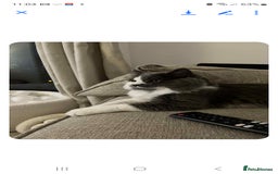 Maine Coon cats for sale: Maine coon cross persian  - Image 12