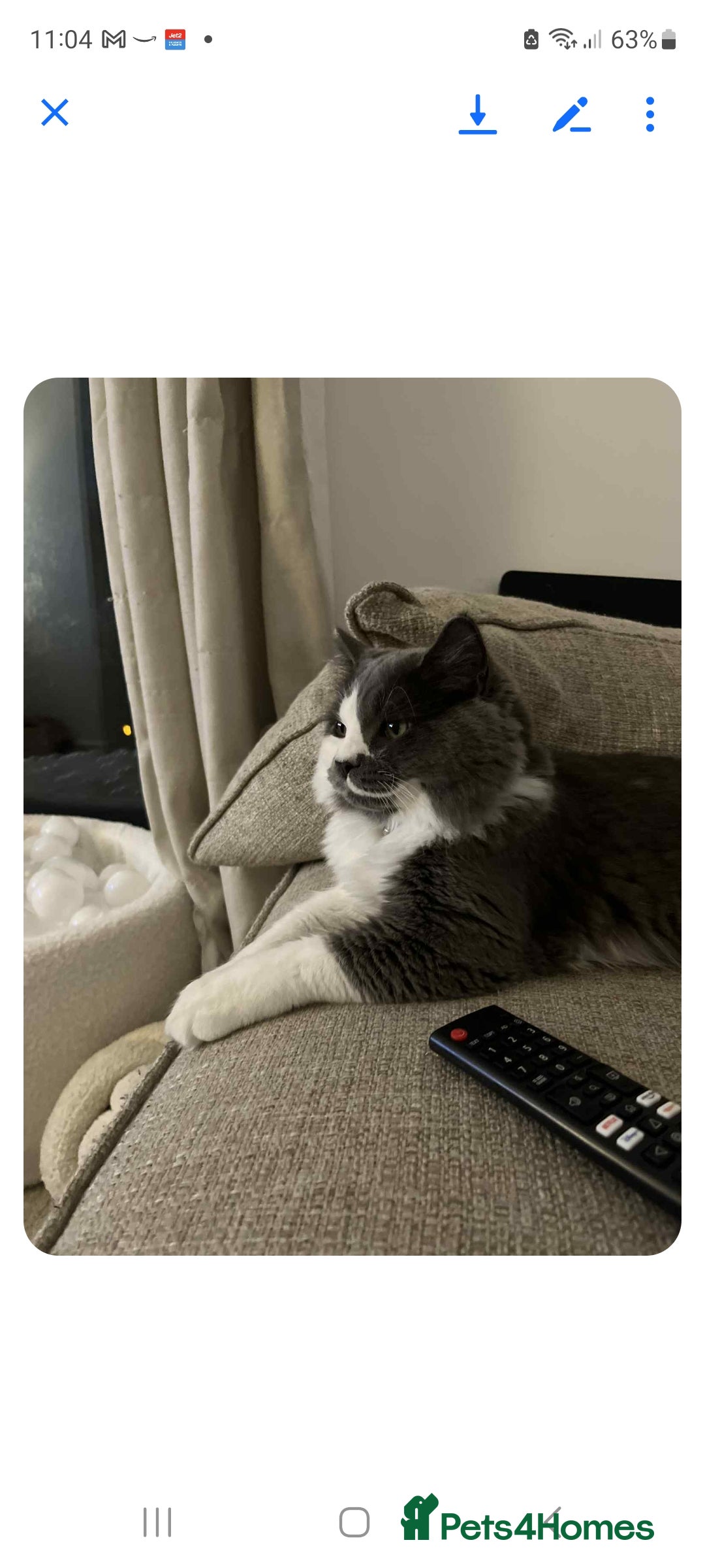 Maine Coon cats for sale: Maine coon cross persian  - Image 12