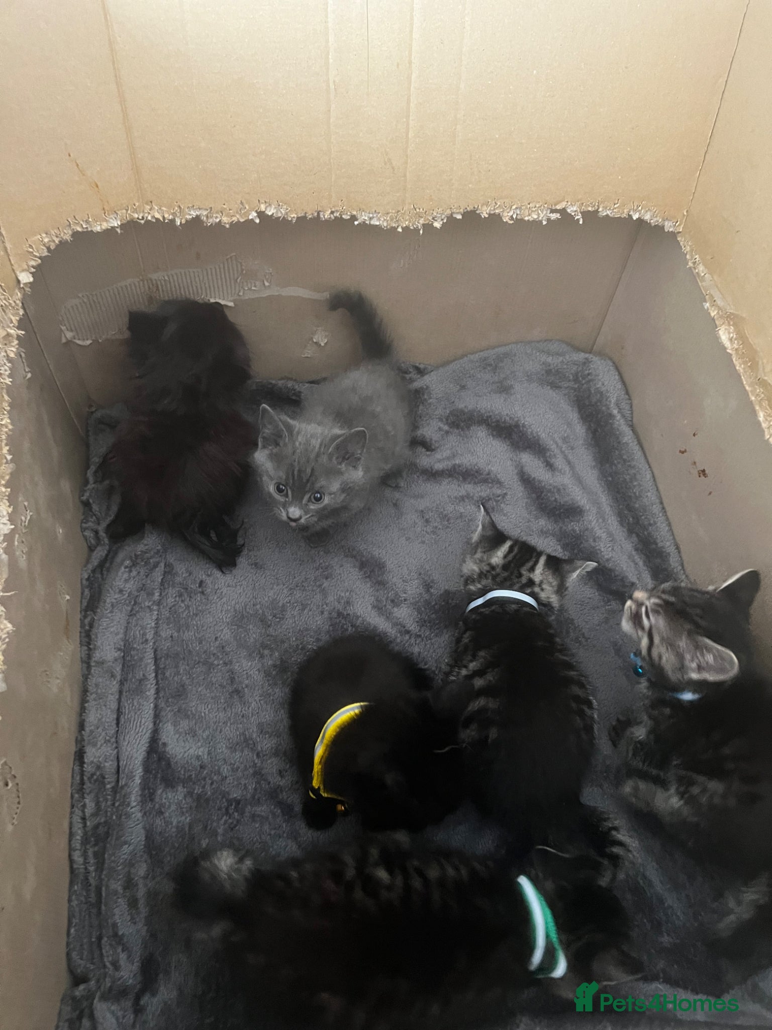Mixed Breed cats Kittens - Advert 1