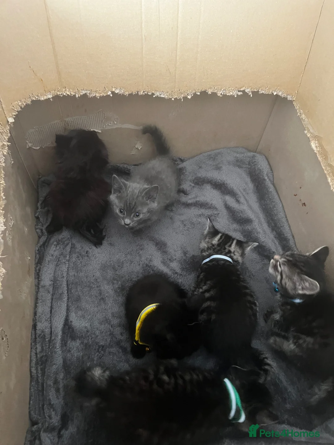 Mixed Breed cats for sale: Kittens - Advert 1