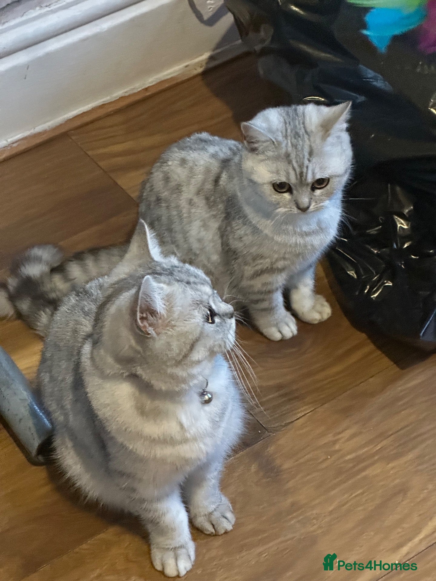 British Shorthair cats for sale: British Shorthair Kittens for sale - Advert 2