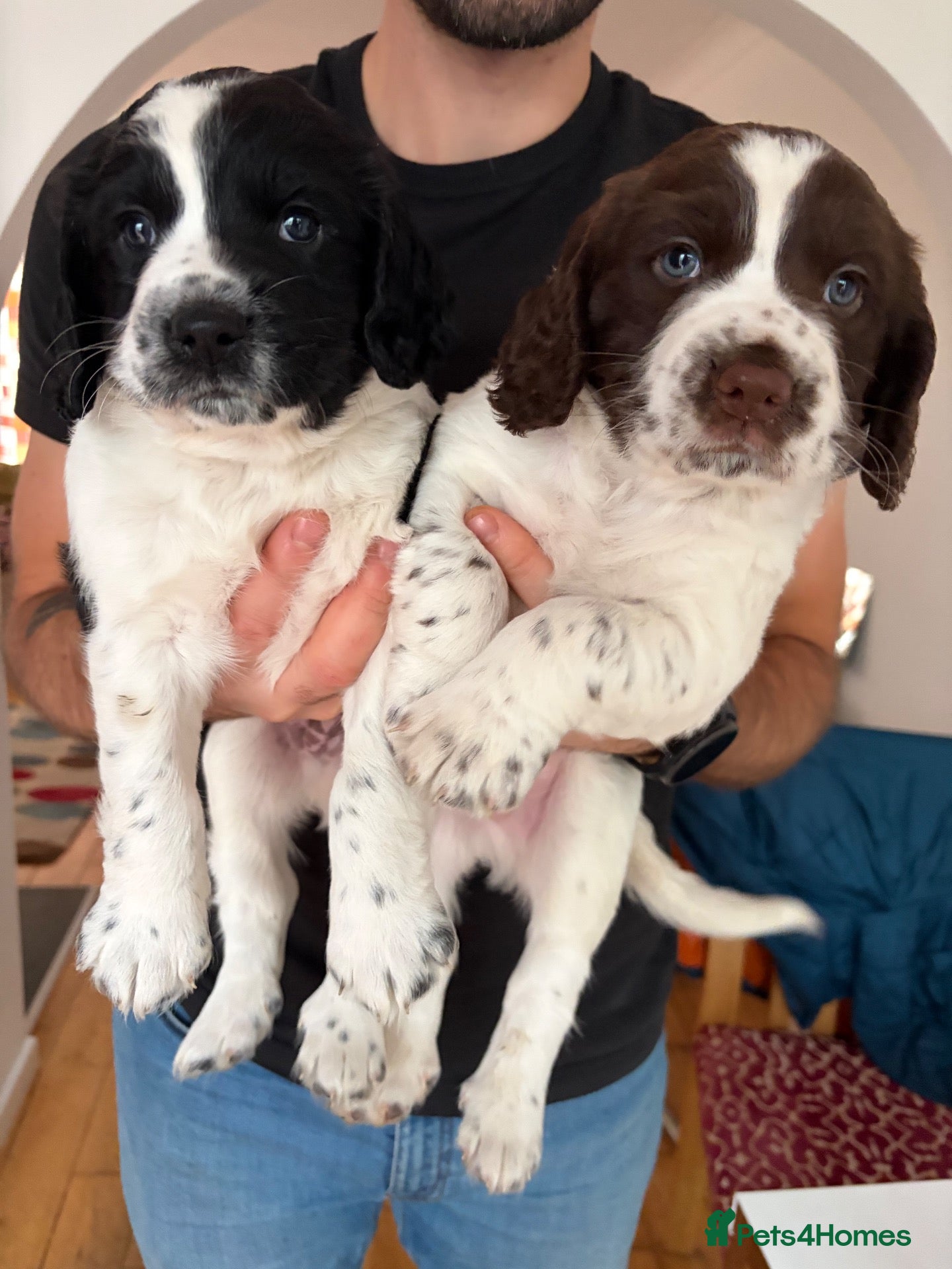 Sprocker dogs 2 Male Sprocker Spaniels for Sale  - Advert 1