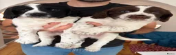Sprocker dogs for sale: 2 Male Sprocker Spaniels for Sale  - Advert 1