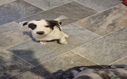 Lurcher dogs for sale: 5 lurcher pups looking for forever homes - Image 8