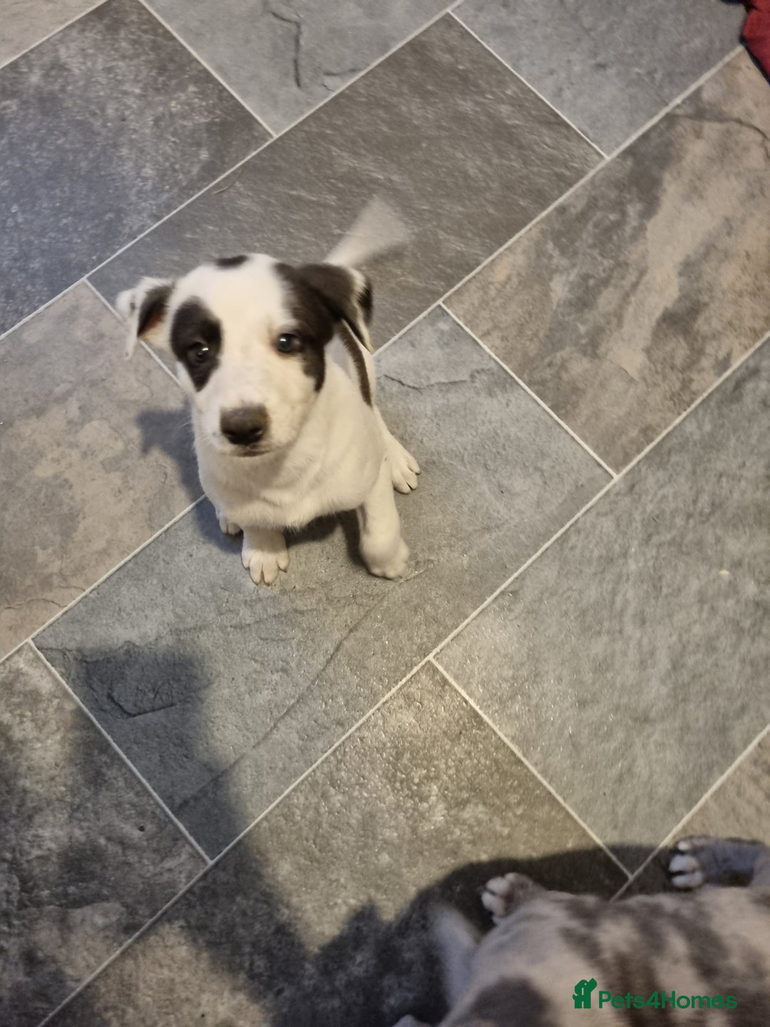 Lurcher dogs for sale: 5 lurcher pups looking for forever homes - Image 8