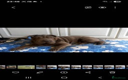 Shar Pei dogs for stud: Shar pei for stud - Image 8