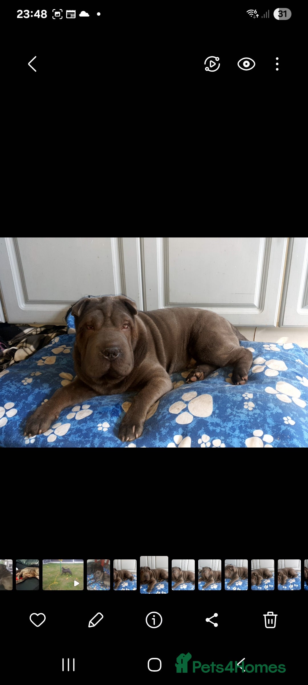 Shar Pei dogs for stud: Shar pei for stud - Image 8